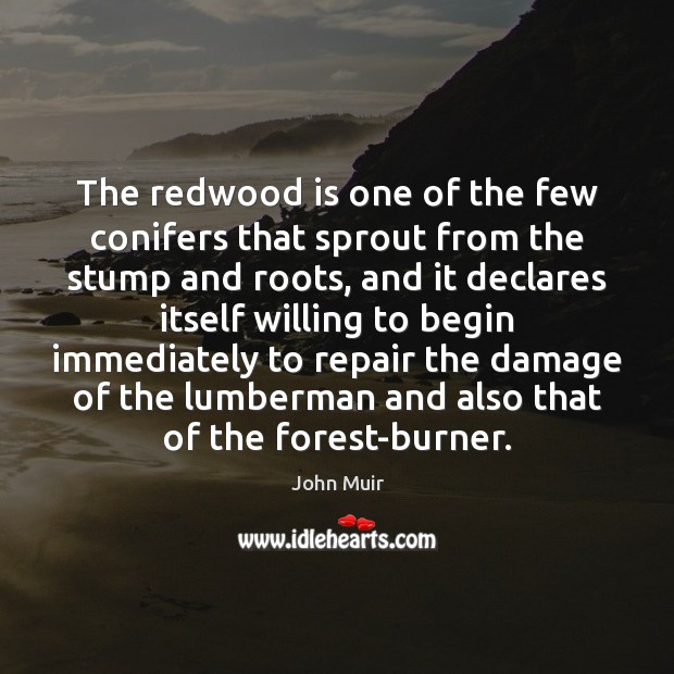 The redwood is one of the few conifers that sprout from the John Muir Picture Quote