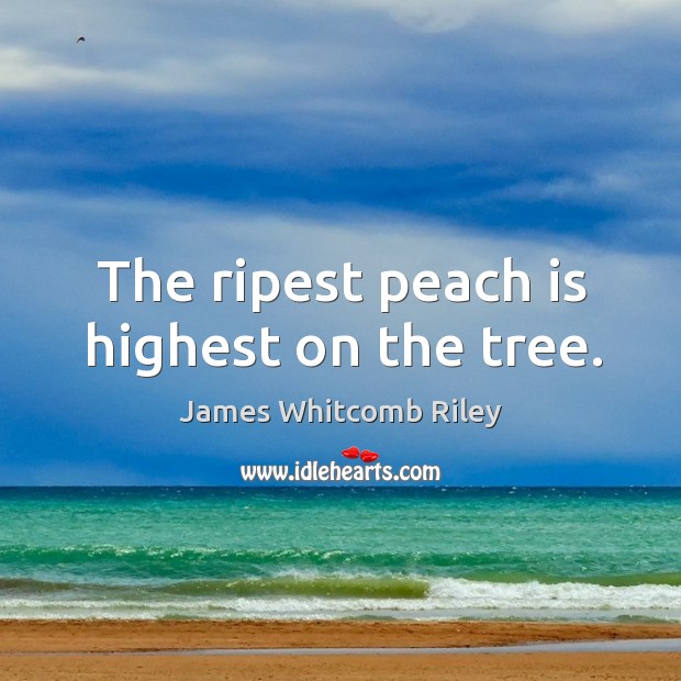 The ripest peach is highest on the tree. Image