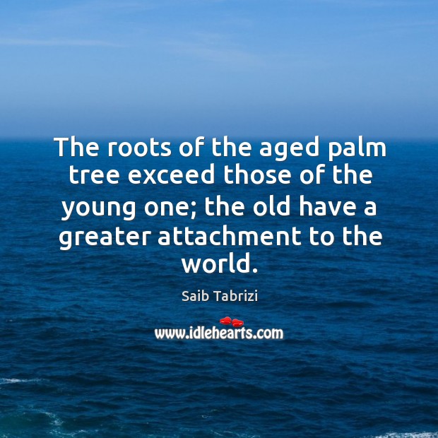 The roots of the aged palm tree exceed those of the young Image