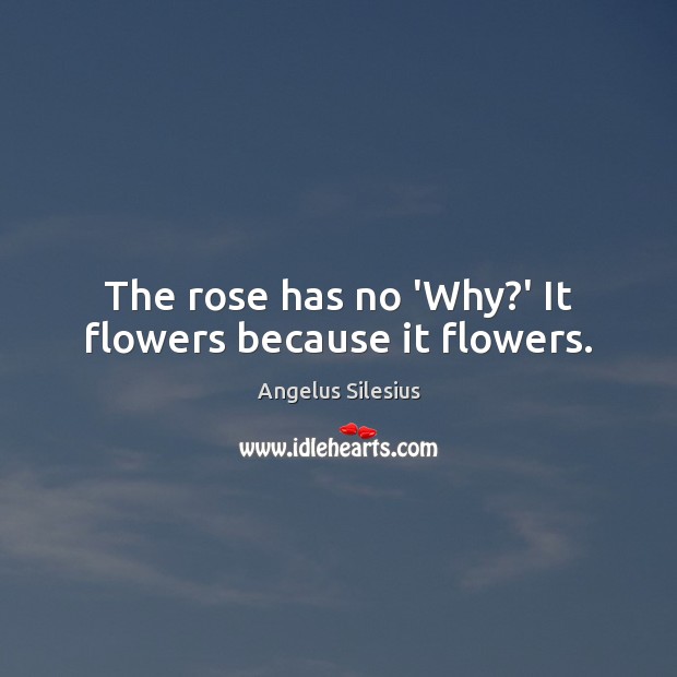 The rose has no ‘Why?’ It flowers because it flowers. Angelus Silesius Picture Quote