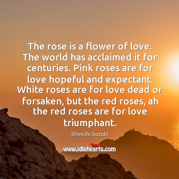 The rose is a flower of love. Shinichi Suzuki Picture Quote