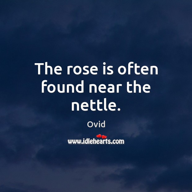 The rose is often found near the nettle. Ovid Picture Quote