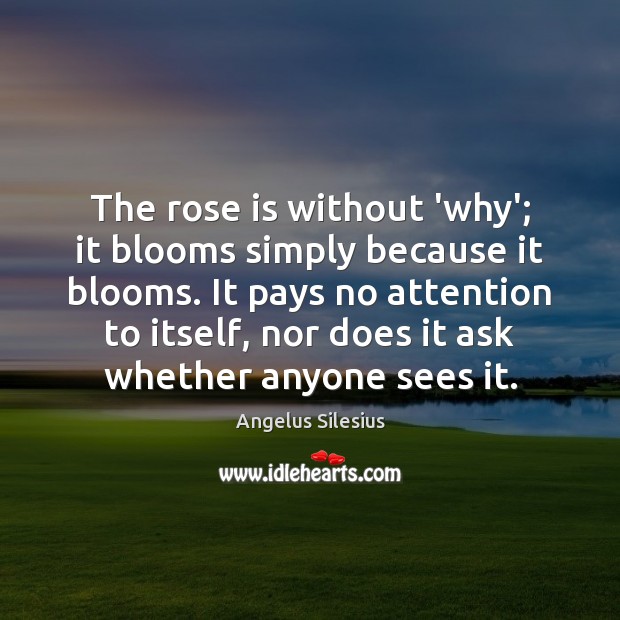 The rose is without ‘why’; it blooms simply because it blooms. It Angelus Silesius Picture Quote