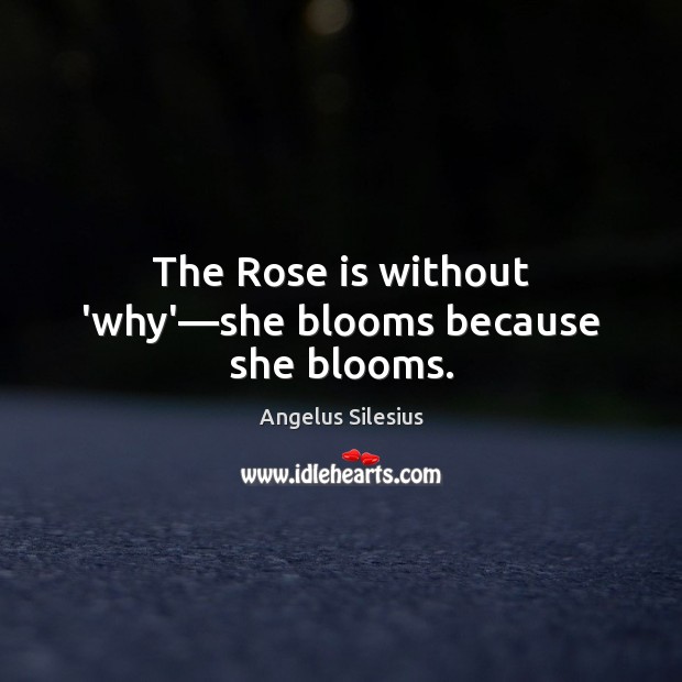 The Rose is without ‘why’—she blooms because she blooms. Angelus Silesius Picture Quote