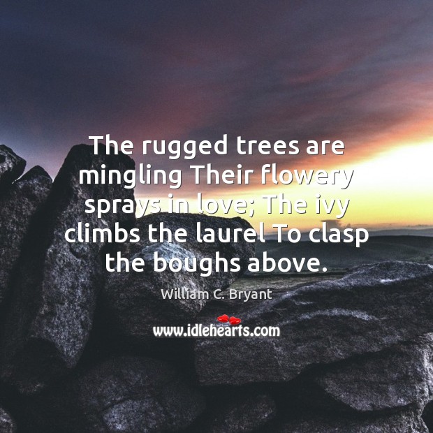 The rugged trees are mingling Their flowery sprays in love; The ivy William C. Bryant Picture Quote