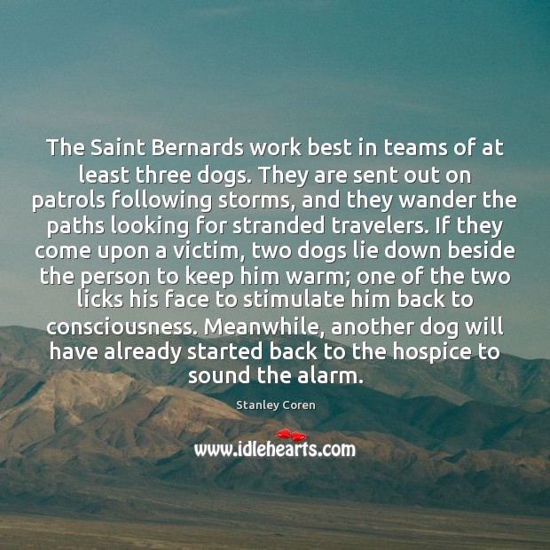 The Saint Bernards work best in teams of at least three dogs. Stanley Coren Picture Quote