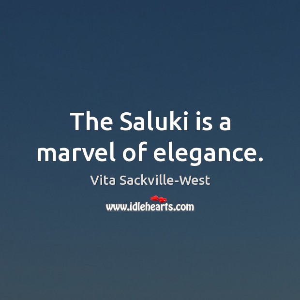 The Saluki is a marvel of elegance. Vita Sackville-West Picture Quote