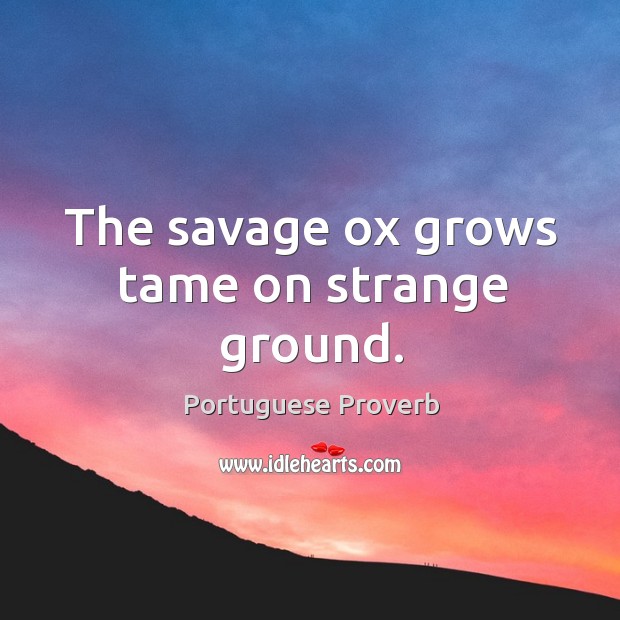 The savage ox grows tame on strange ground. Portuguese Proverbs Image