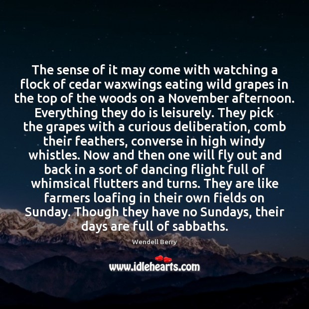 The sense of it may come with watching a flock of cedar Wendell Berry Picture Quote