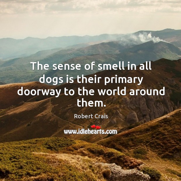 The sense of smell in all dogs is their primary doorway to the world around them. Image