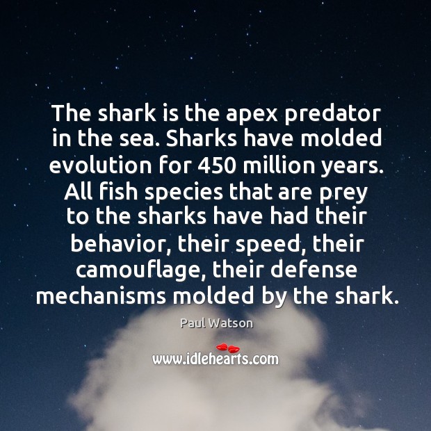 The shark is the apex predator in the sea. Sharks have molded Paul Watson Picture Quote