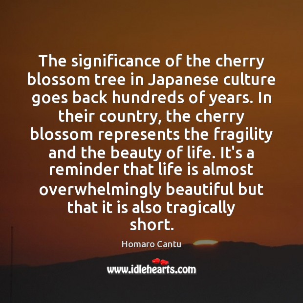 The significance of the cherry blossom tree in Japanese culture goes back Homaro Cantu Picture Quote