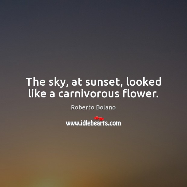 The sky, at sunset, looked like a carnivorous flower. Roberto Bolano Picture Quote