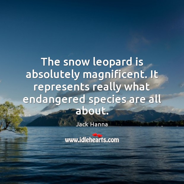 The snow leopard is absolutely magnificent. It represents really what endangered species Jack Hanna Picture Quote