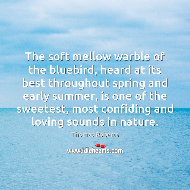 The soft mellow warble of the bluebird, heard at its best throughout Image