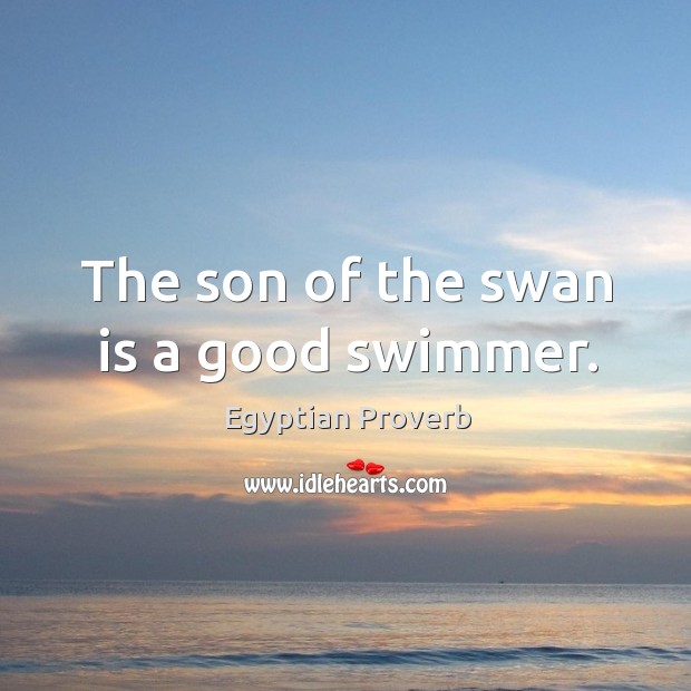 The son of the swan is a good swimmer. Egyptian Proverbs Image