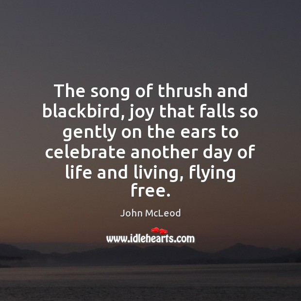 The song of thrush and blackbird, joy that falls so gently on John McLeod Picture Quote