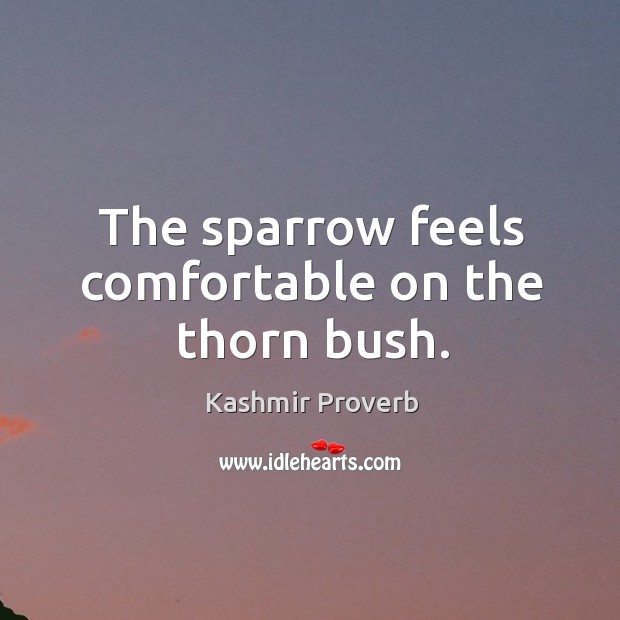 The sparrow feels comfortable on the thorn bush. Kashmir Proverbs Image