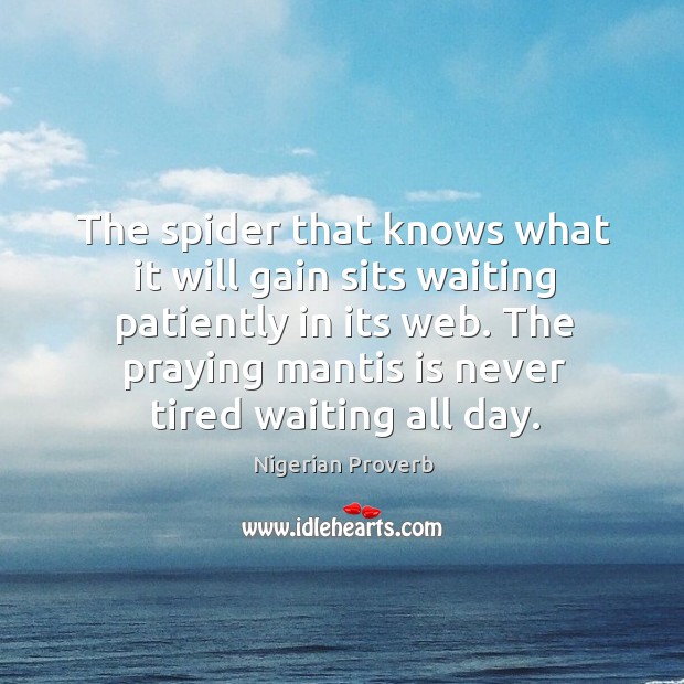 The spider that knows what it will gain sits waiting patiently in its web. Nigerian Proverbs Image