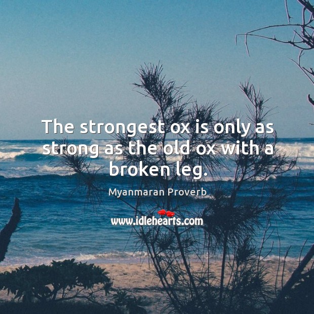 The strongest ox is only as strong as the old ox with a broken leg. Myanmaran Proverbs Image