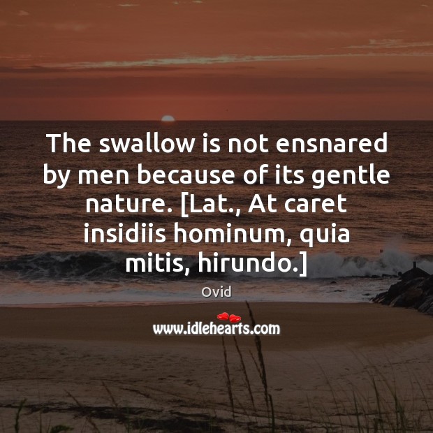 The swallow is not ensnared by men because of its gentle nature. [ Ovid Picture Quote