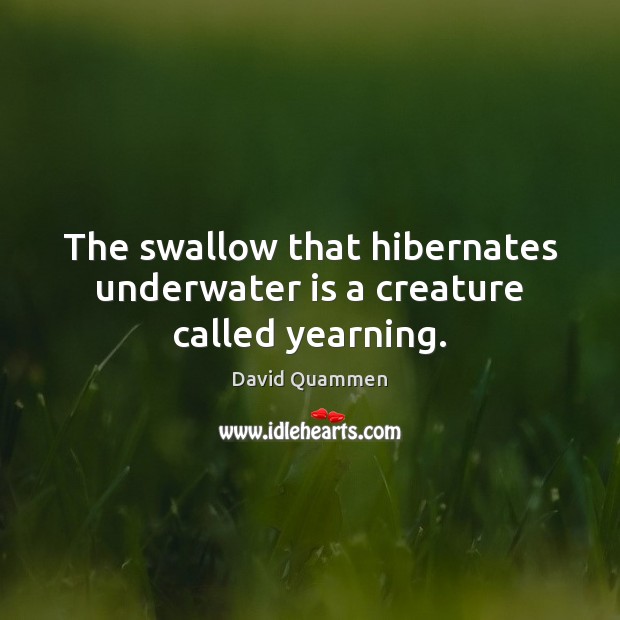 The swallow that hibernates underwater is a creature called yearning. David Quammen Picture Quote