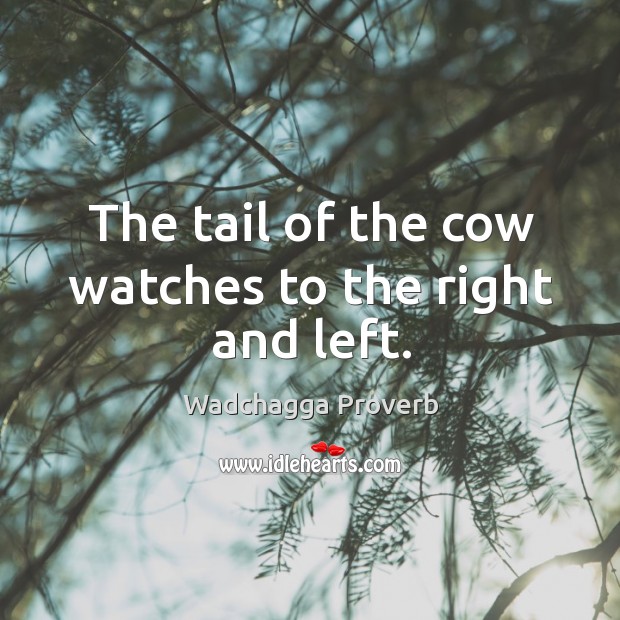 The tail of the cow watches to the right and left. Wadchagga Proverbs Image