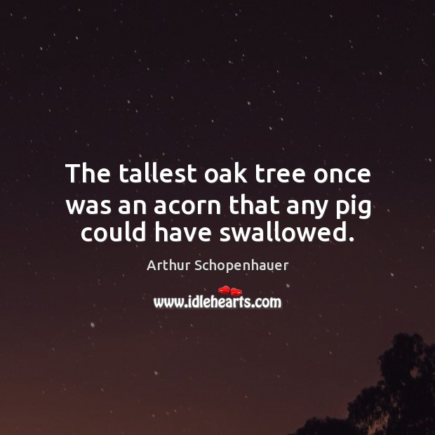The tallest oak tree once was an acorn that any pig could have swallowed. Arthur Schopenhauer Picture Quote