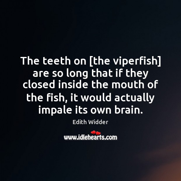 The teeth on [the viperfish] are so long that if they closed Edith Widder Picture Quote
