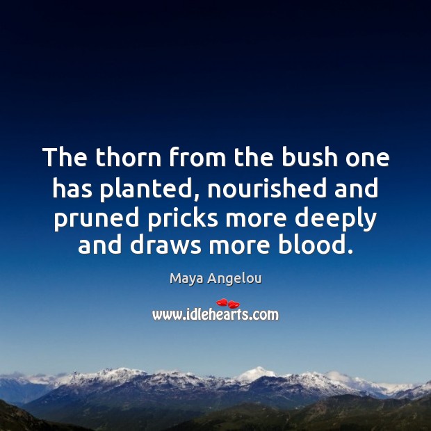 The thorn from the bush one has planted, nourished and pruned pricks Image