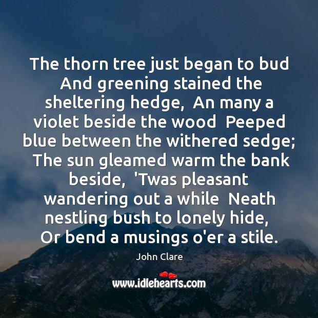 The thorn tree just began to bud  And greening stained the sheltering John Clare Picture Quote