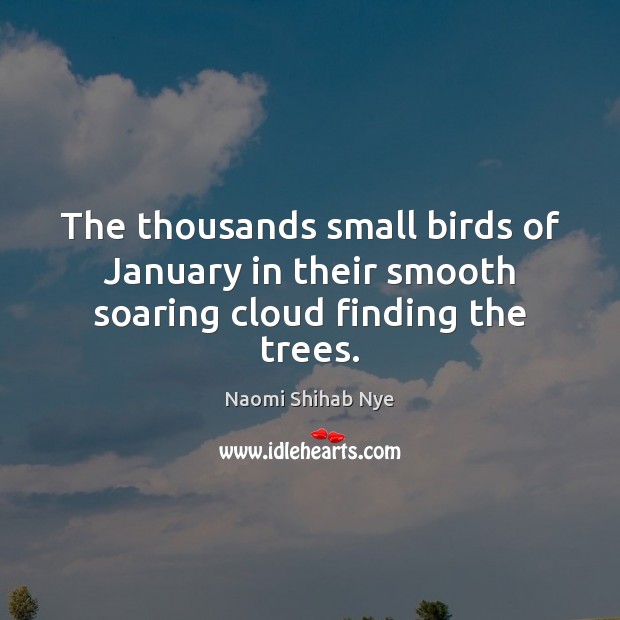 The thousands small birds of January in their smooth soaring cloud finding the trees. 