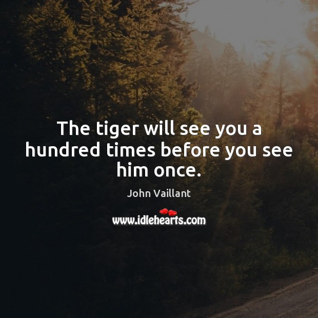 The tiger will see you a hundred times before you see him once. John Vaillant Picture Quote