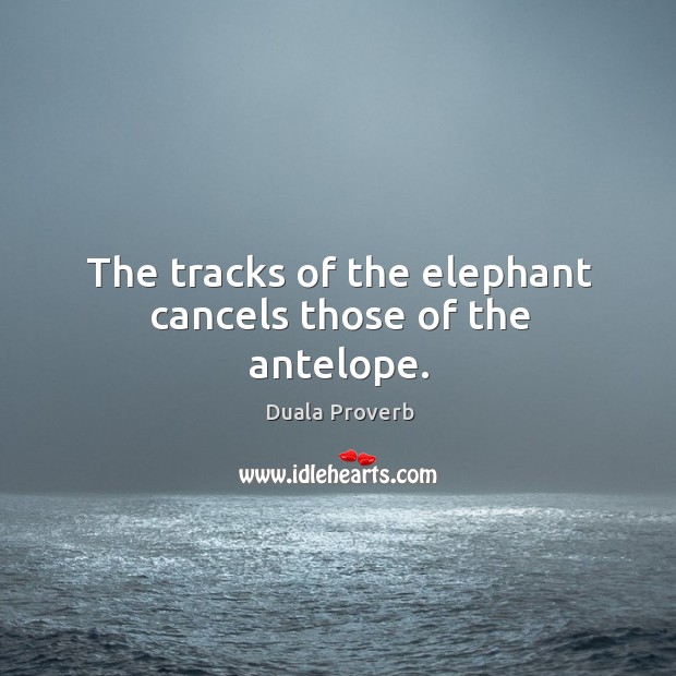 The tracks of the elephant cancels those of the antelope. Duala Proverbs Image