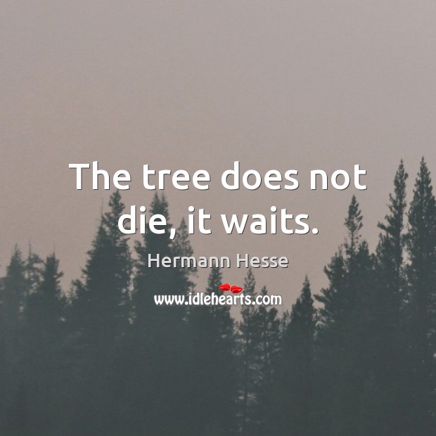 The tree does not die, it waits. Hermann Hesse Picture Quote