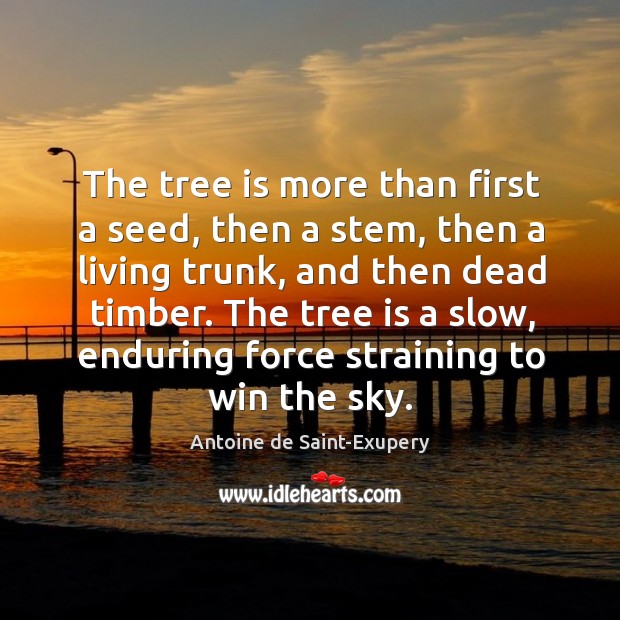 The tree is more than first a seed, then a stem, then Antoine de Saint-Exupery Picture Quote