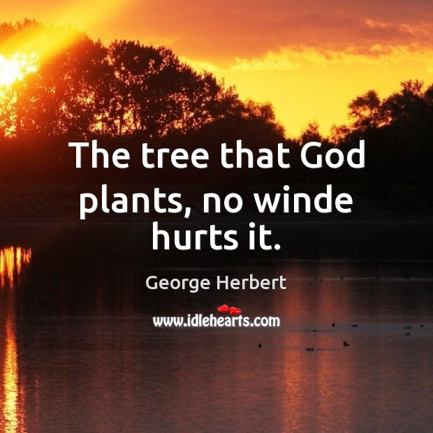 The tree that God plants, no winde hurts it. George Herbert Picture Quote
