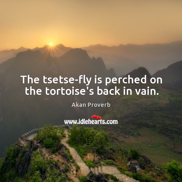 The tsetse-fly is perched on the tortoise’s back in vain. Image
