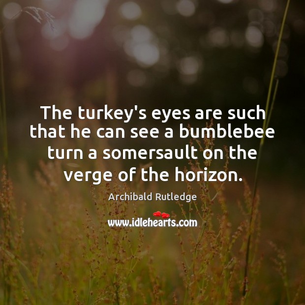 The turkey’s eyes are such that he can see a bumblebee turn Image