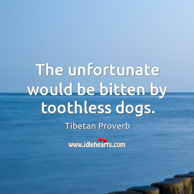 The unfortunate would be bitten by toothless dogs. Tibetan Proverbs Image