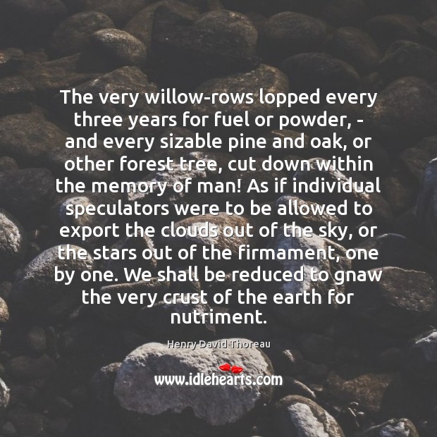 The very willow-rows lopped every three years for fuel or powder, – Image
