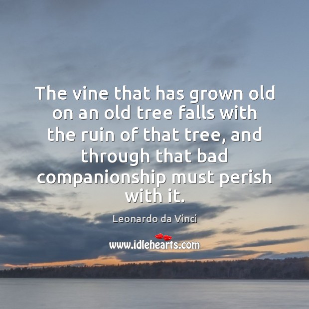 The vine that has grown old on an old tree falls with Leonardo da Vinci Picture Quote