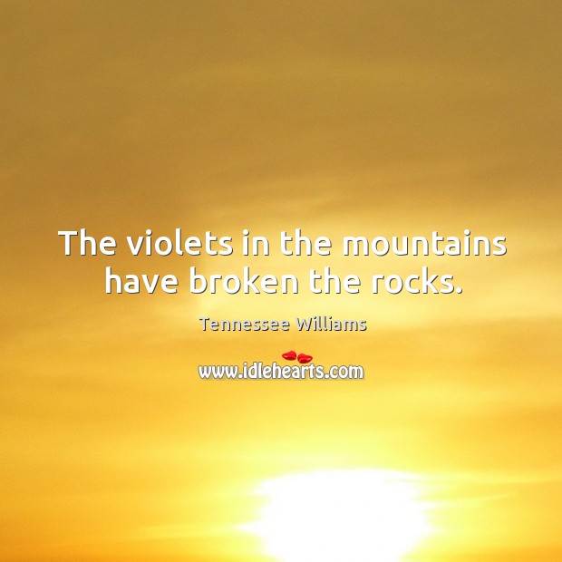 The violets in the mountains have broken the rocks. Tennessee Williams Picture Quote