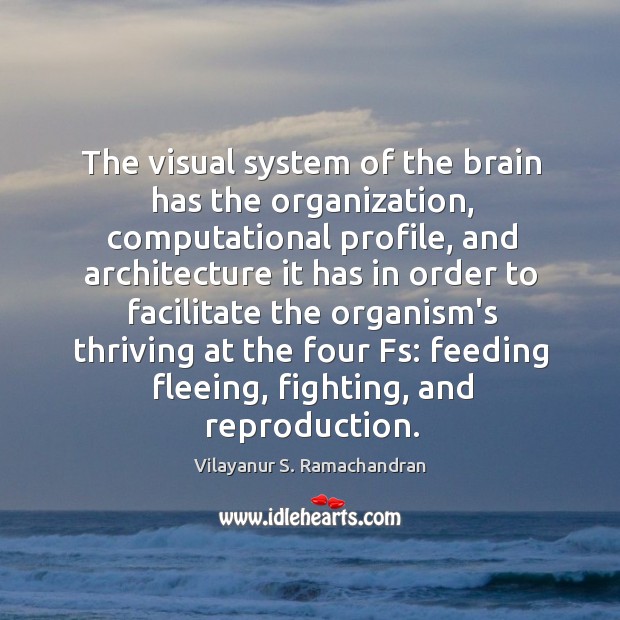 The visual system of the brain has the organization, computational profile, and Image