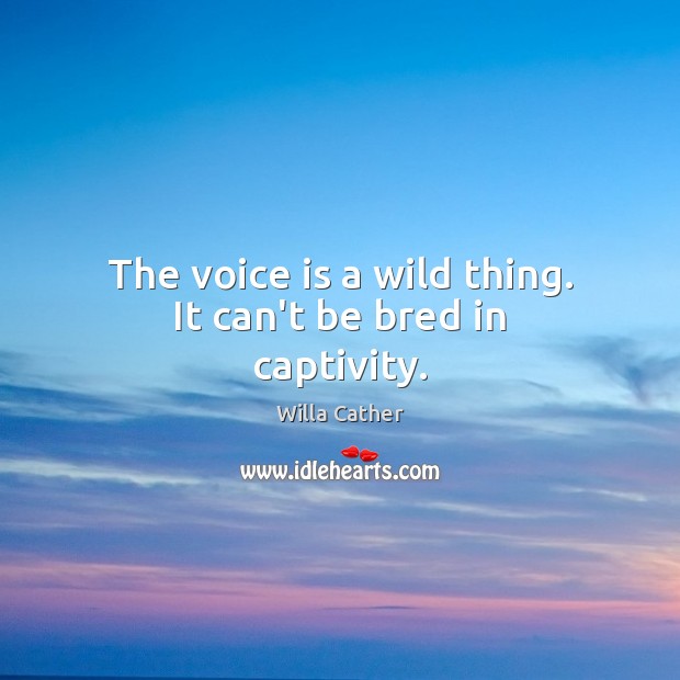 The voice is a wild thing. It can’t be bred in captivity. Willa Cather Picture Quote