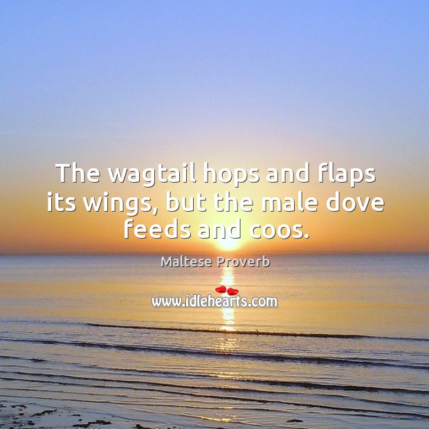 The wagtail hops and flaps its wings, but the male dove feeds and coos. Image