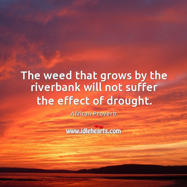 The weed that grows by the riverbank will not suffer the effect of drought. Image