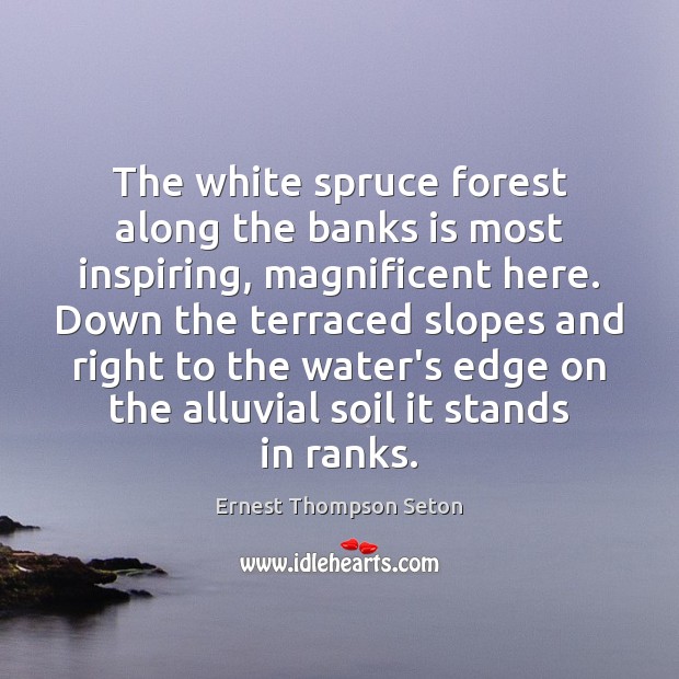 The white spruce forest along the banks is most inspiring, magnificent here. Image