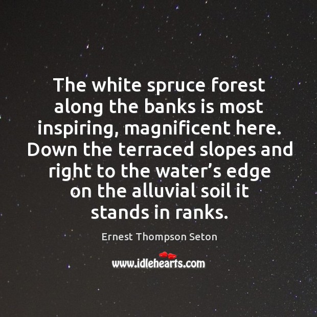 The white spruce forest along the banks is most inspiring, magnificent here. Ernest Thompson Seton Picture Quote