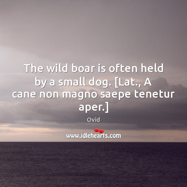 The wild boar is often held by a small dog. [Lat., A cane non magno saepe tenetur aper.] Image